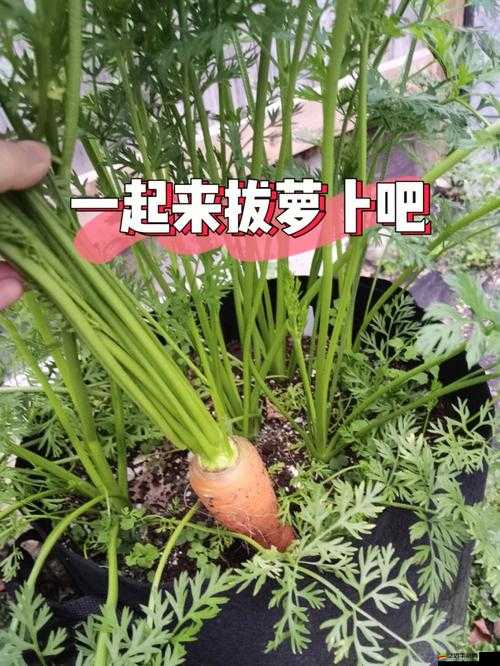 拔蘿卜又叫降黃9.1：一個(gè)有趣且獨(dú)特的名稱解析