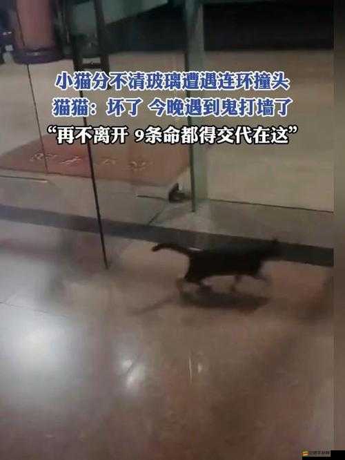 9 分 42 秒頭撞玻璃事件引發的思考與啟示