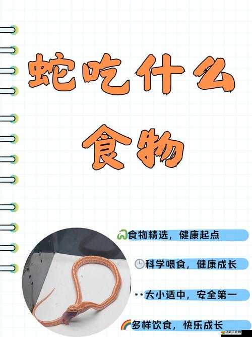 被蛇蛇飼養(yǎng)以后：當寵物還是當食物？