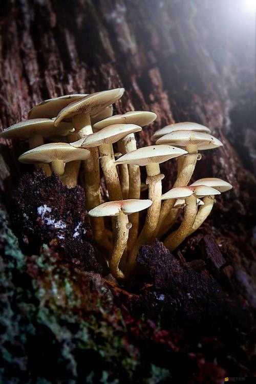 x9x9x9 任意槽 108 蘑菇：一場關于自然與生命的奇妙探索之旅