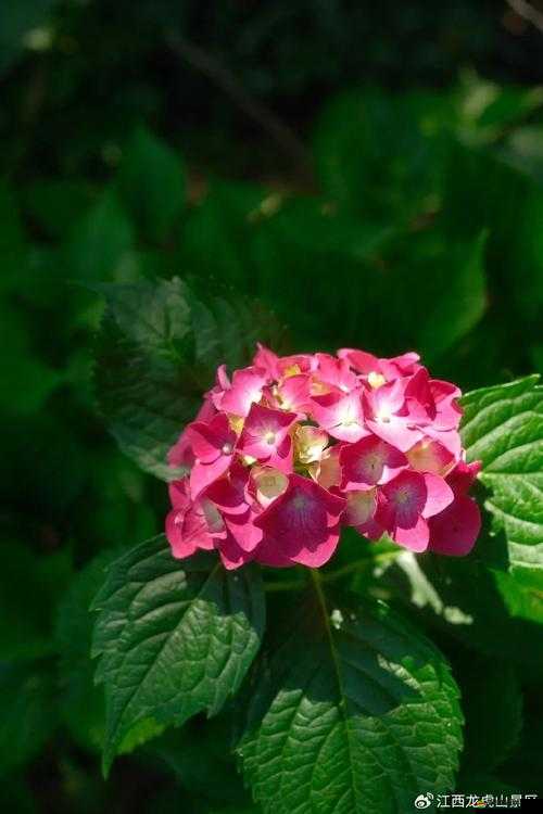 烏克蘭精品摘花處處破：探尋烏克蘭的花卉之美