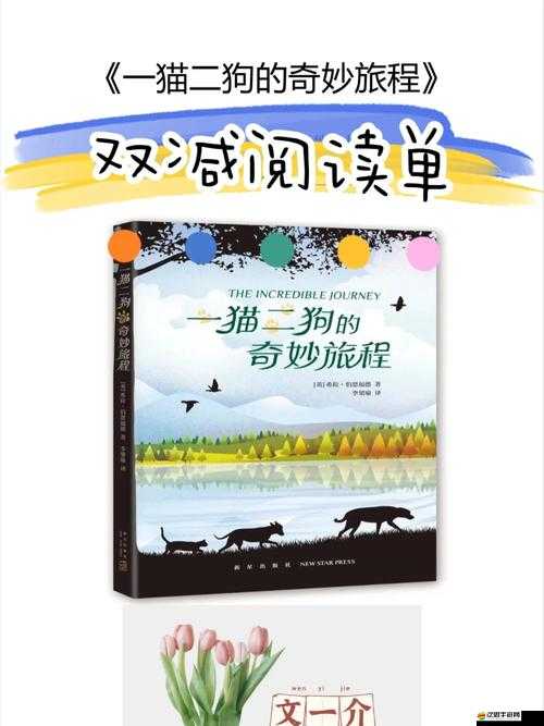 一級老太 BBBBBBBBB 歐美：一段跨越年齡與文化的奇妙旅程