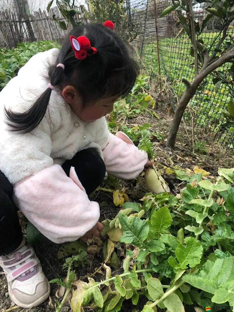 拔蘿卜全程不蓋被子拔蘿卜：展現(xiàn)獨特田園勞作風情