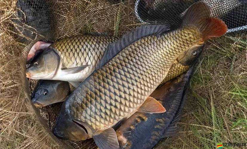 崩潰大陸釣魚高手秘籍，掌握這些技巧，輕松釣獲巨型大魚