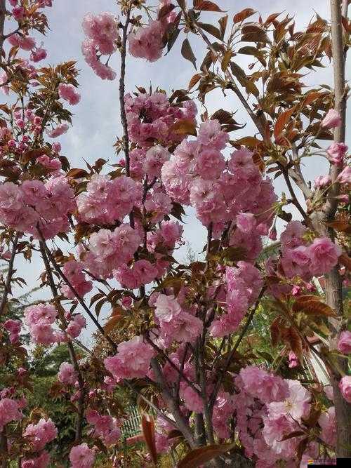 春日限定奇遇，問道清明節(jié)活動盛啟，邀您共賞浪漫桃花雨盛景