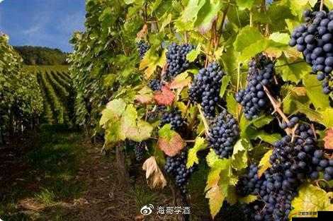 99 品一二三產區區別：深入剖析各產區特色與差異之處