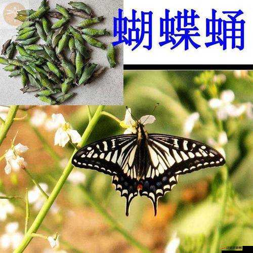 女生的蝴蝶比是罕見的嗎：探究其稀有程度與背后原因