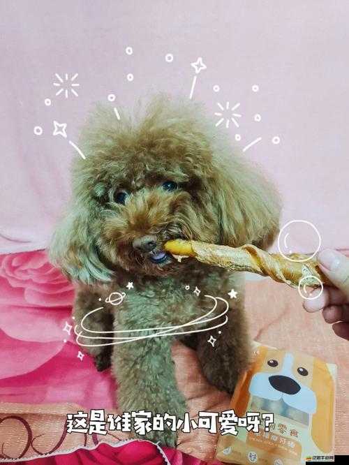 狗卡卡在身體里了，我該怎么辦？