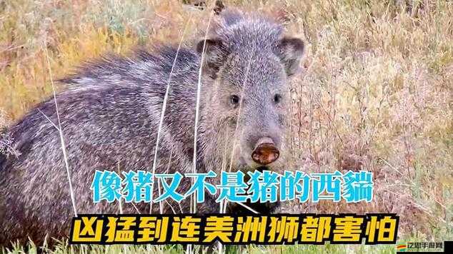 美國 Zoom 動物豬：一場引發全球關注的動物保護事件