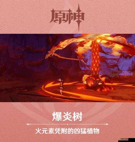 原神游戲內爆炎樹詳細位置分布及刷新時間機制全面解析說明