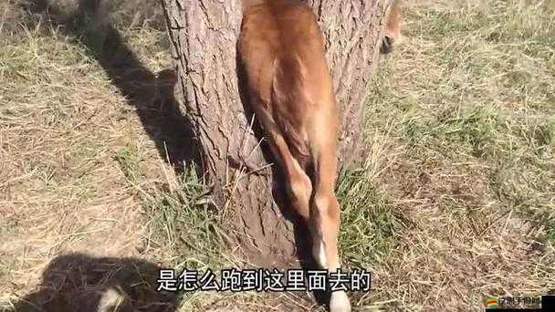 傻小子長了個驢玩意：這可真是讓人哭笑不得的奇特現象