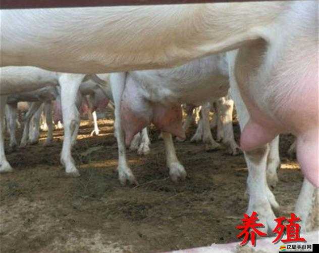 母羊正常的水門是什么樣的：詳細解讀與觀察要點