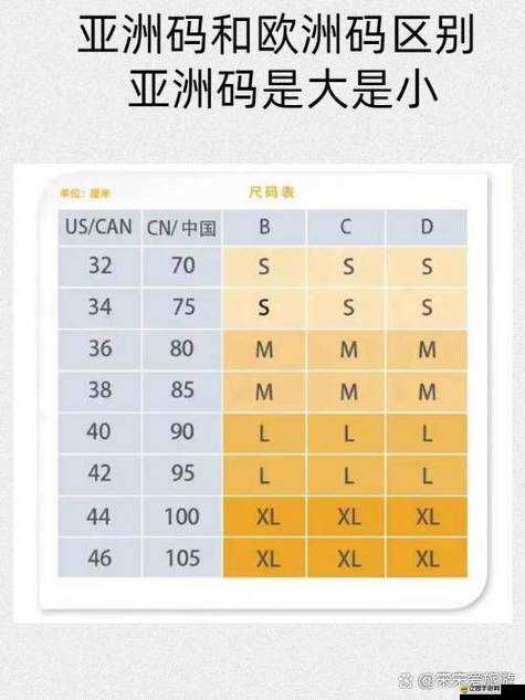 亞洲 M 碼與歐洲 S 碼區別之全面解析