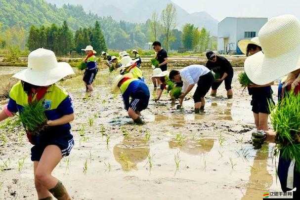 夫妻插秧 38 種方法圖片大全：全方位展示農耕獨特技巧