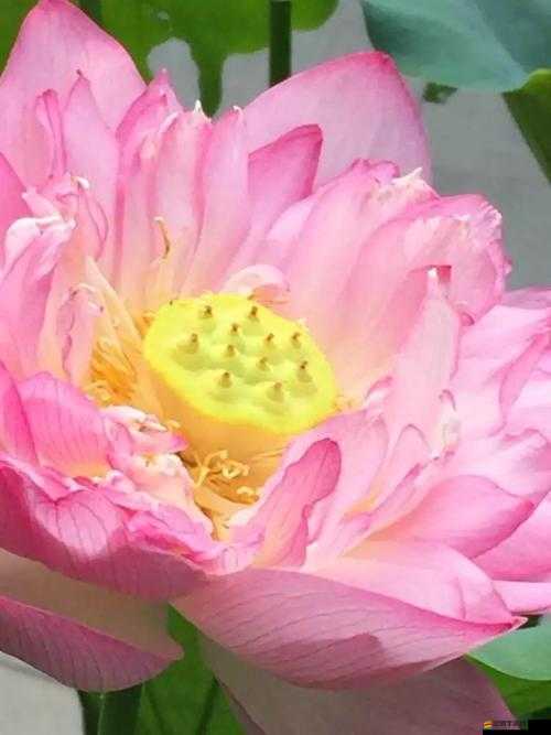 倒插蓮花是什么樣子：探尋獨特姿態(tài)背后的奧秘與魅力