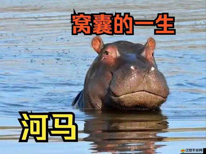 夾縫求生的河馬河馬：在困境中頑強生存的獨特生靈