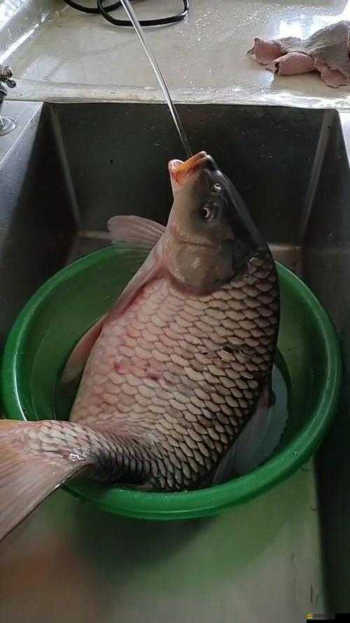 鯉魚喝水技巧圖解：詳細解讀其獨特喝水方式