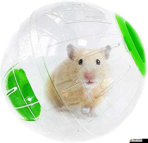 小動物之星游戲載具深度解析，歡樂倉鼠球的使用與特色介紹