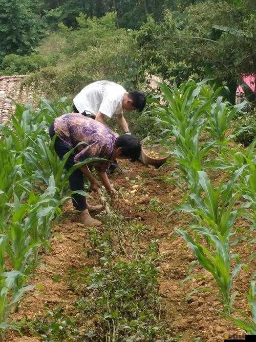 旅行者和麗莎拔蘿卜視頻：充滿趣味的田園勞作瞬間