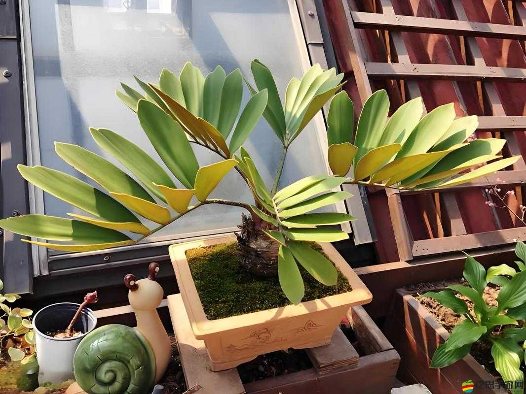 四葉草歐洲和國產(chǎn)區(qū)別：深度剖析兩者在形態(tài)與特性方面的差異