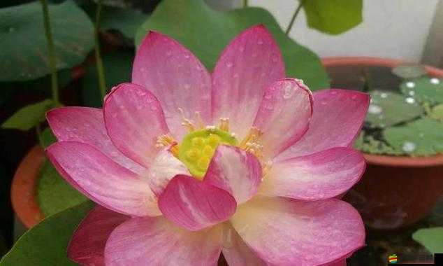 女性蓮花開癥狀圖片：其背后的健康奧秘