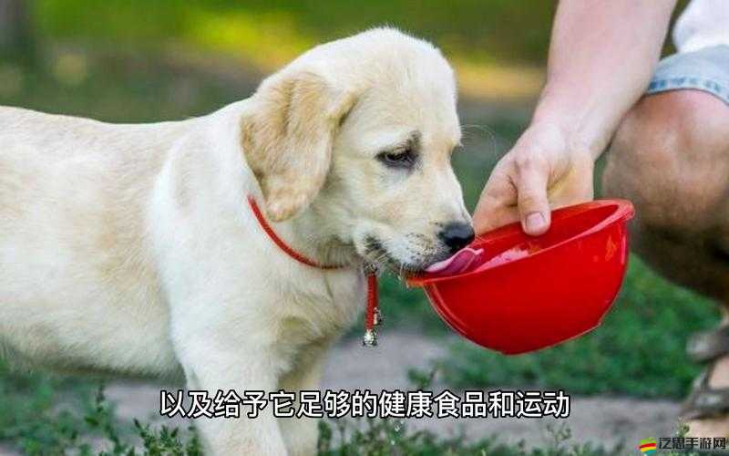 亞洲人與動(dòng)物交XXXXBBBB：探索跨文化的動(dòng)物伴侶關(guān)系