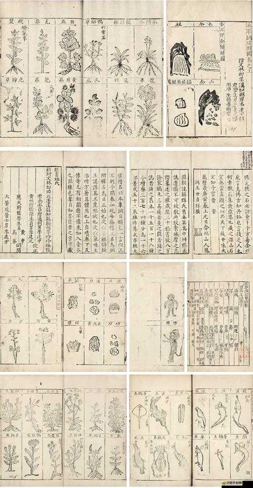 探索傳統茶文化精髓，本茶綱目深度解讀武當針井的獨特魅力