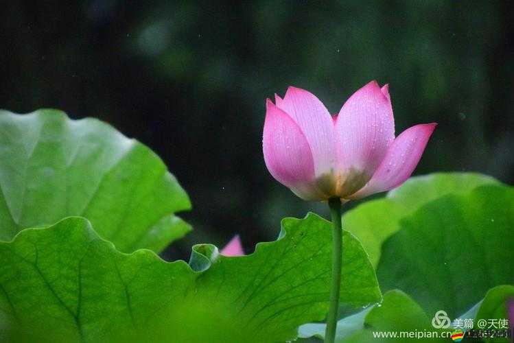 兩瓣紅蓮今夜開一池碧水盼君浴：靜美夜色中那深情的邀約