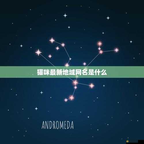 貓咪 MV 最新地域網名怎么取：探索獨特命名的創意靈感源泉