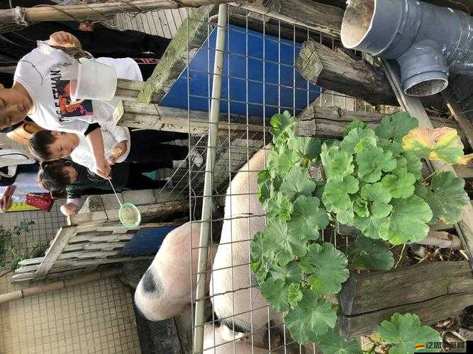 瘋狂農場 3：免費觀看，暢享田園時光