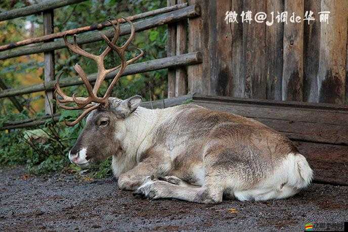 探索動物公園落葉收集攻略，全面解析落葉獲取途徑與技巧