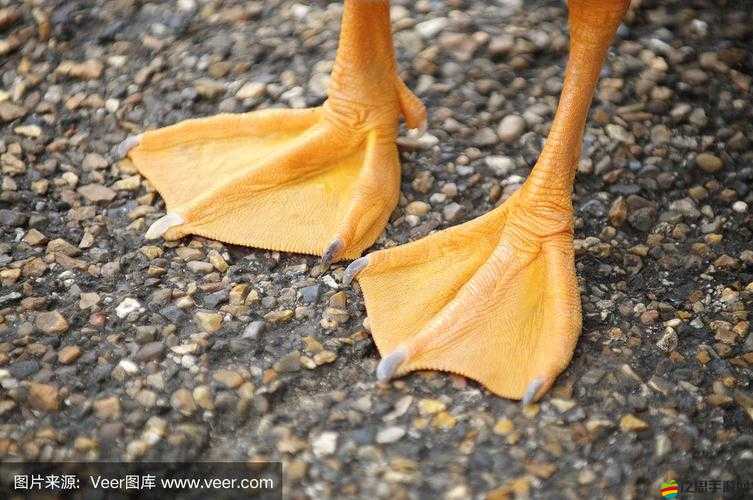 高腳鳥為何忠誠不渝？揭秘防止它們叛變的有效方法是什么？