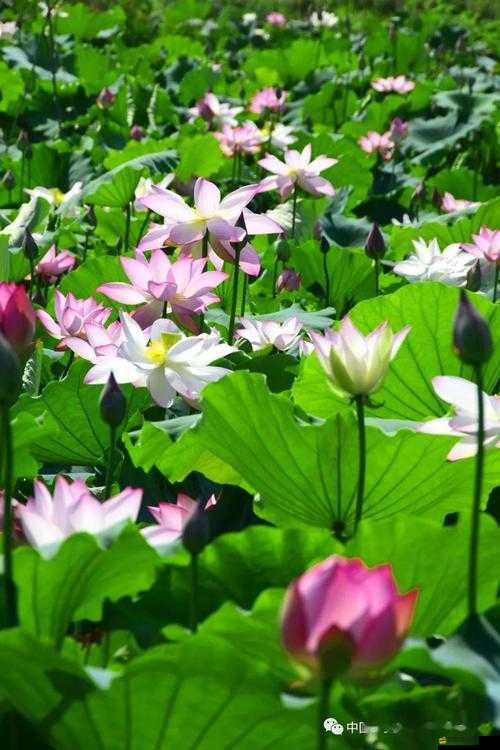 暑氣漸消立秋至，一品官老爺好禮相送，玩法革命即將來襲？