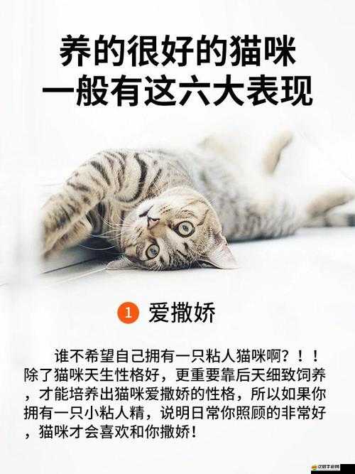 貓了個貓究竟在哪里暢玩？揭秘攻略在資源管理中的關鍵性及高效策略