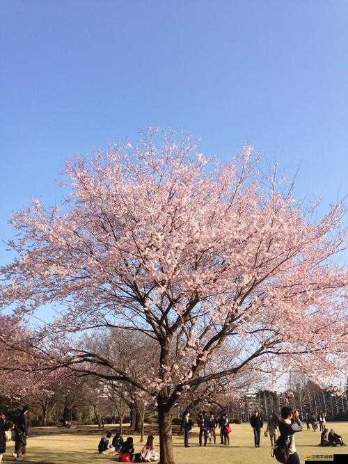 如何探索生成我的賞櫻照新功能？揭秘其入口演變史專題懸念