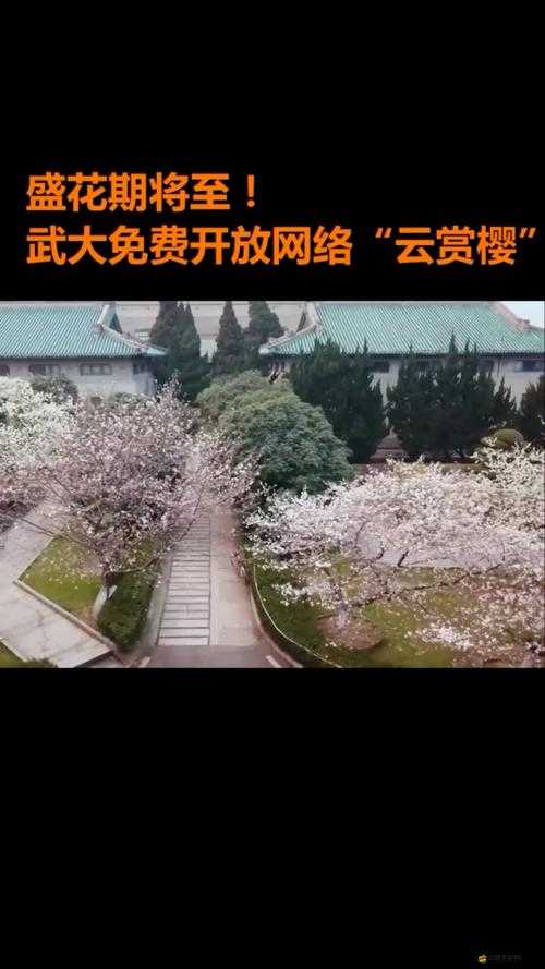 武漢大學云賞櫻日程已公布，觀看入口在哪里你知道嗎？