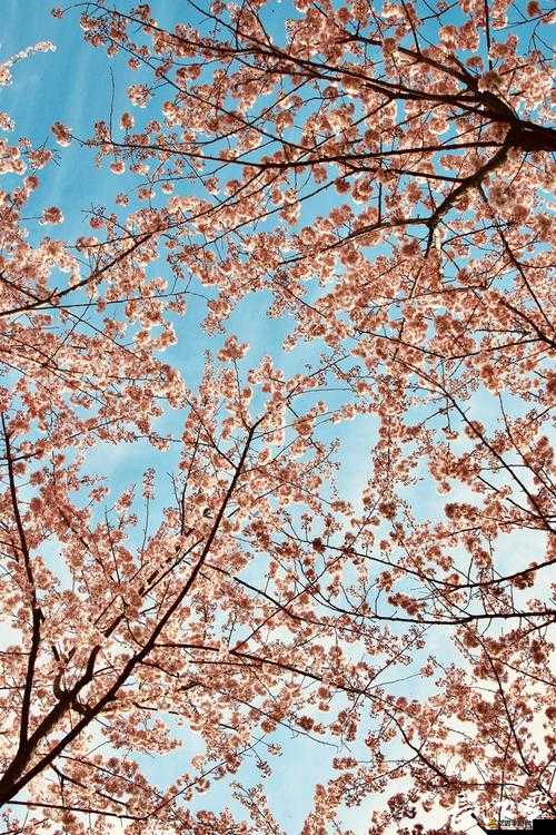 2025年武漢大學云賞櫻怎么玩？全攻略帶你探索觀賞渠道、時間預測與未來新玩法