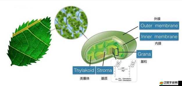 多肉模擬器，給植物聽歌的奇妙之旅究竟如何演變而來？