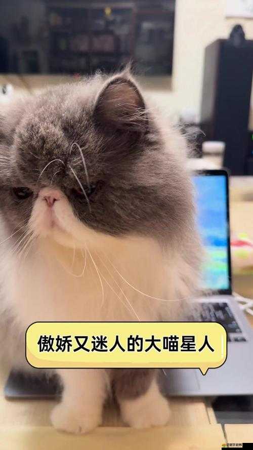 萌妹子為何鐘愛傲嬌喵星人？饑餓星球閃電藍貓如何成資源管理關鍵？