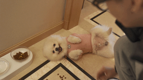 寵物真的能聽懂寂寞？揭秘空欲晚寵物養(yǎng)成計(jì)劃攻略懸念