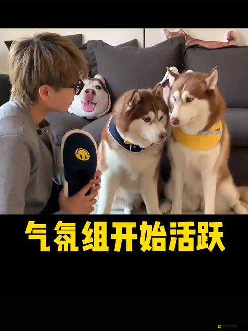 寵物大聯盟花園系統怎么玩？全面攻略帶你解鎖未知秘密！