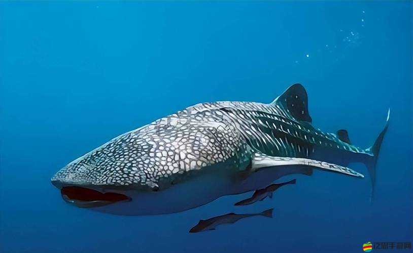 刀塔傳奇新資料片謎團重重，鯨魚西游究竟隱藏了哪些地名奧秘？