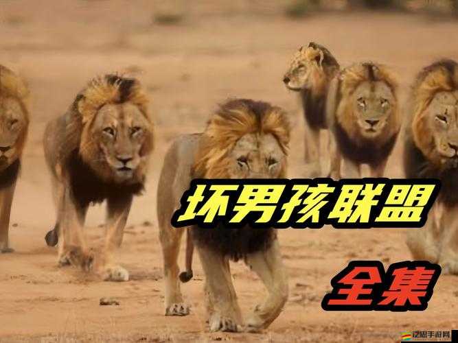 裝甲聯(lián)盟獅子成員究竟如何？策略與資源管理深度解析揭秘！