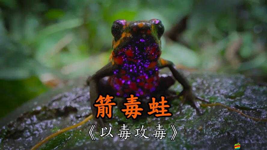 亂斗精靈深度解析，毒箭蛙如何成為制勝關(guān)鍵，攻略揭秘？