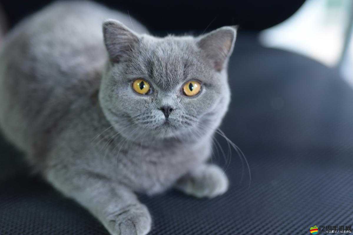 Best Fiends萊破侖寵物究竟值不值得入手？深度解析帶你揭秘！