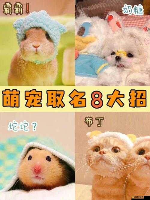 哪款魔王日記五星萌寵最適合你？揭秘資源管理的重要性與策略！