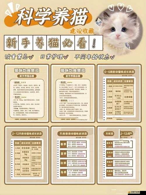 喵將傳新手如何快速上手？全面入門指南合集大放送！